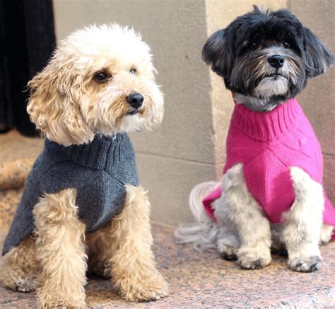 dog clothing brands